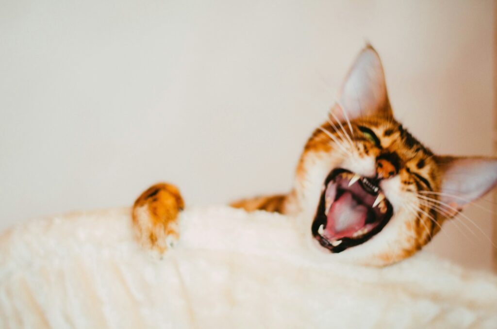 a cat yawning while sitting on top of a bed
