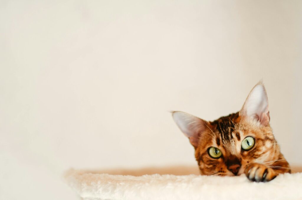a cat laying on top of a white blanket
