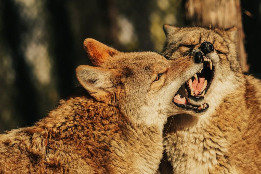 Close-Up of Playful Coyotes in Natural Habitat