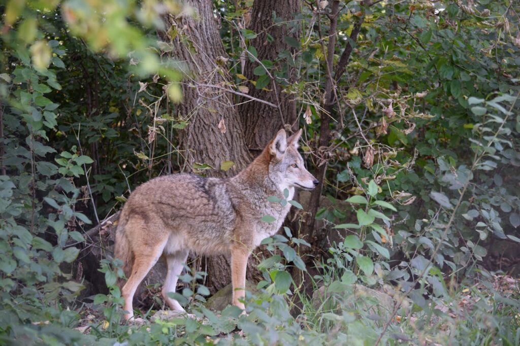 Wild Coyote in Forested Habitat