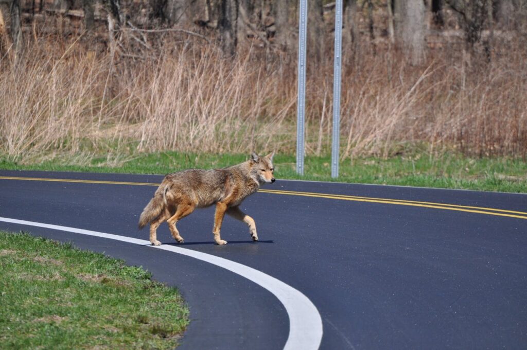 Brown Coyote Crossing the Curve Roadway