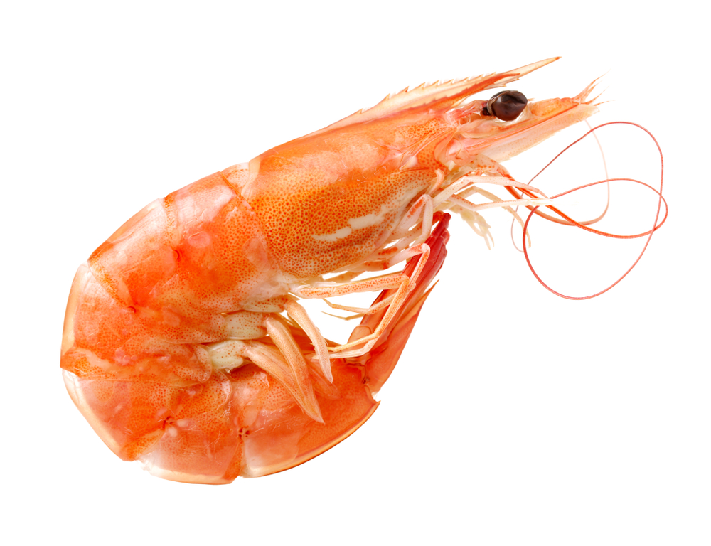 shrimps on a white background