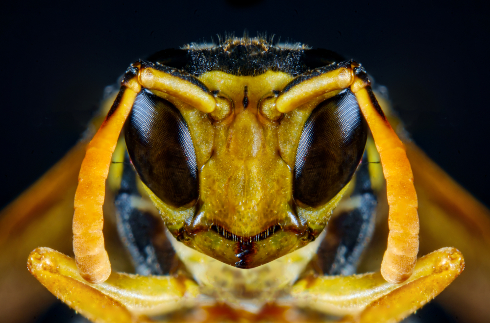 30 Scary Bugs and Animals We Are Glad Don’t Exisit in America - Featured image