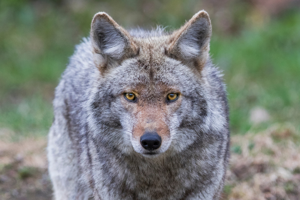 Coyote Problem in Your Garden? Here’s What You Should & Shouldn’t Do - Featured image