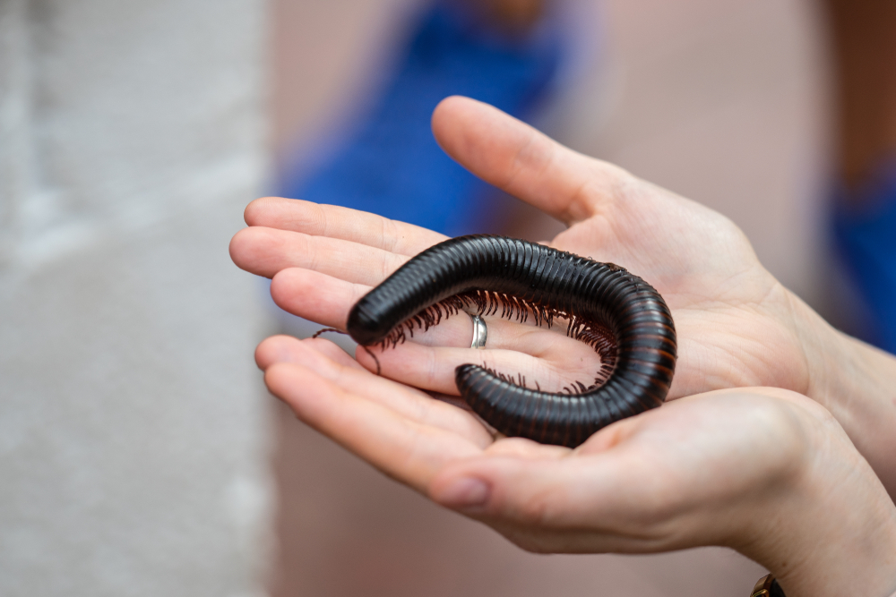 Giant African millipede, Archispirostreptus gigas on hand