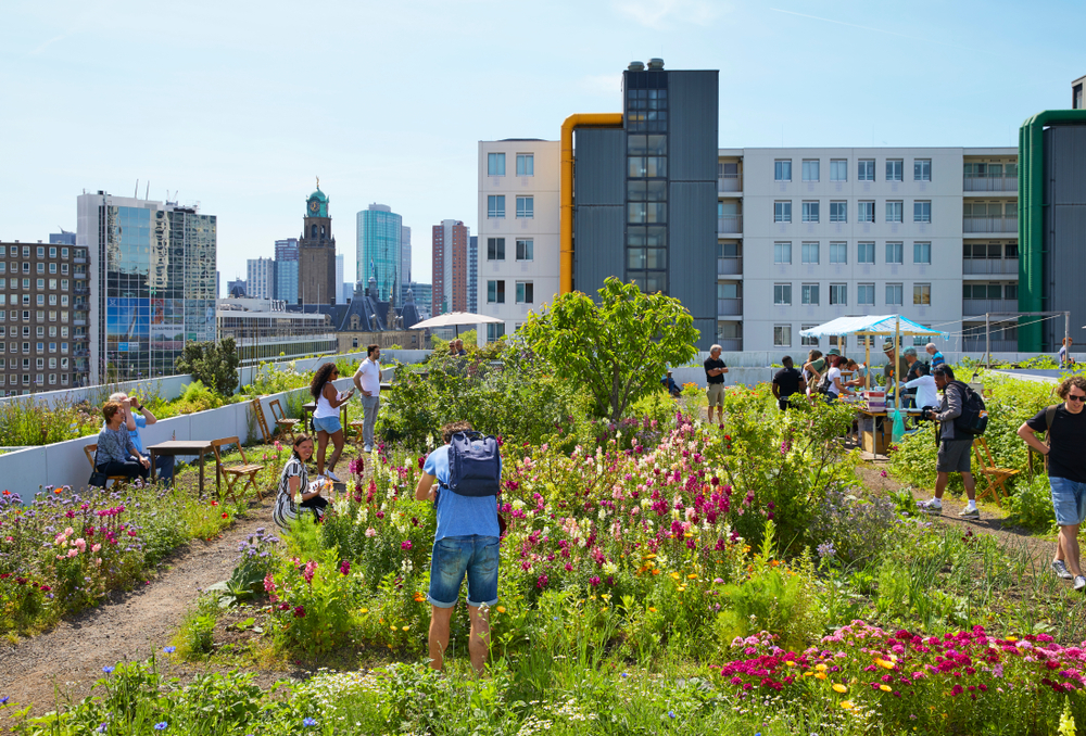Rotterdam / the Netherlands - June 1st 2019: a roof garden with flowers and even honey bees on an office building from the fifties in the center of Rotterdam