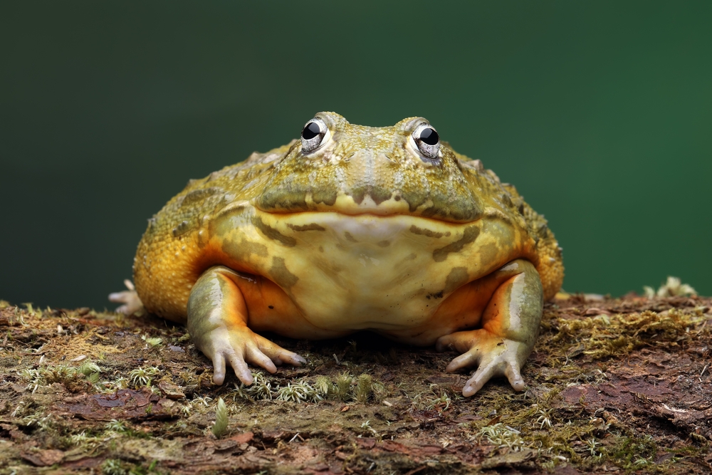 The African Giant Bullfrog (Pyxicephalus adspersus) is the world's second largest species of frog after the goliath frog.
