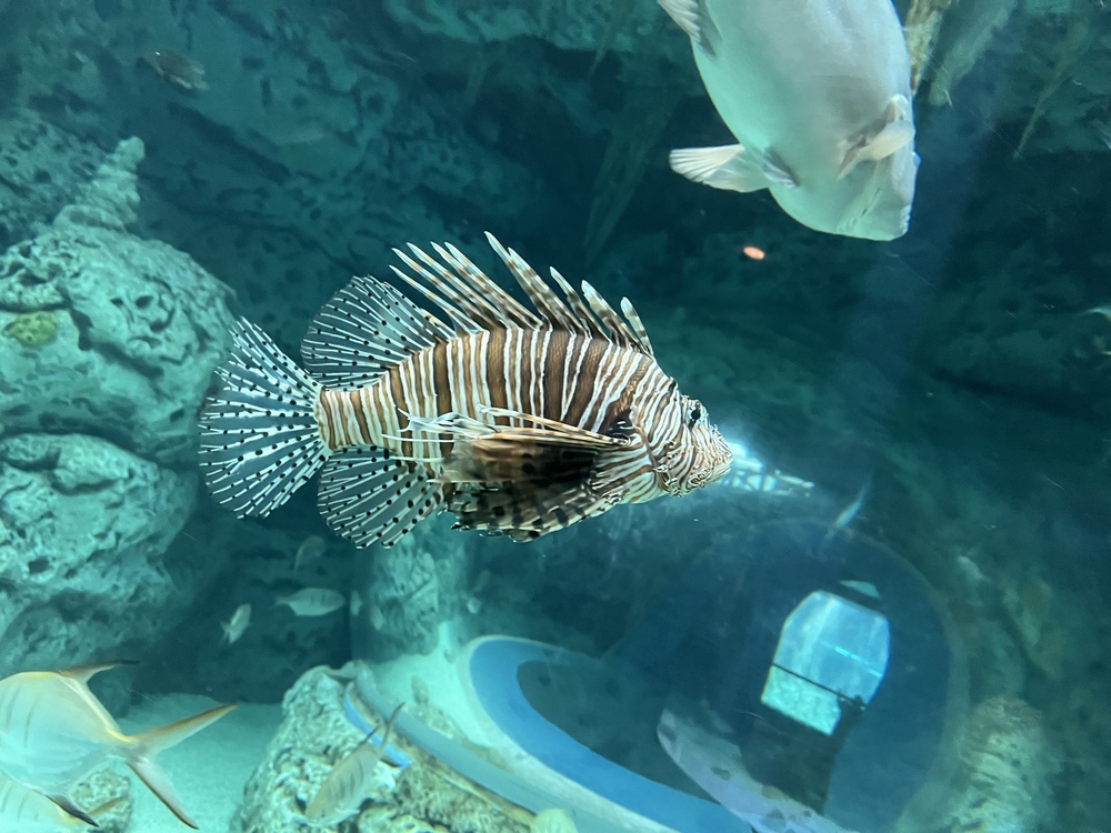 Close up of Goliath Tigerfish