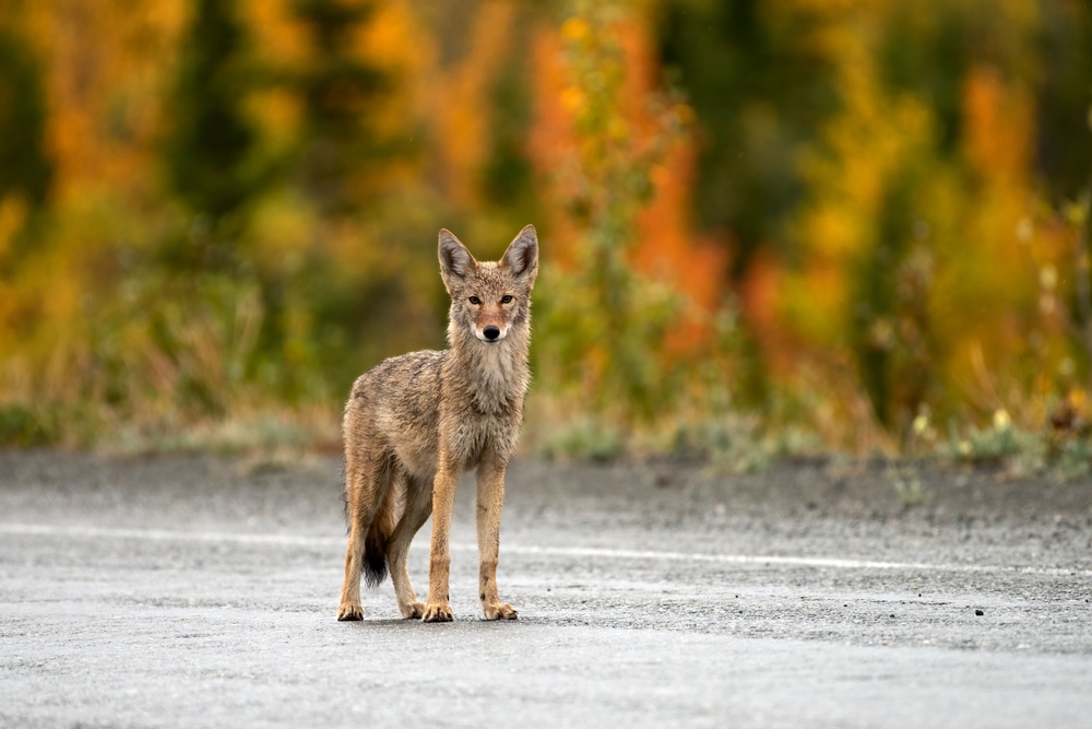 A wild coyote standing on a road in Yukon, Canada