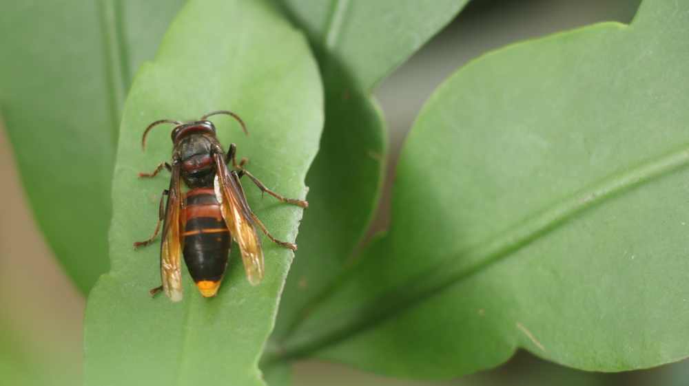 Asian giant hornet (Vespa mandarinia) or northern giant hornet spotted on a epiphyllum leaf in the garden