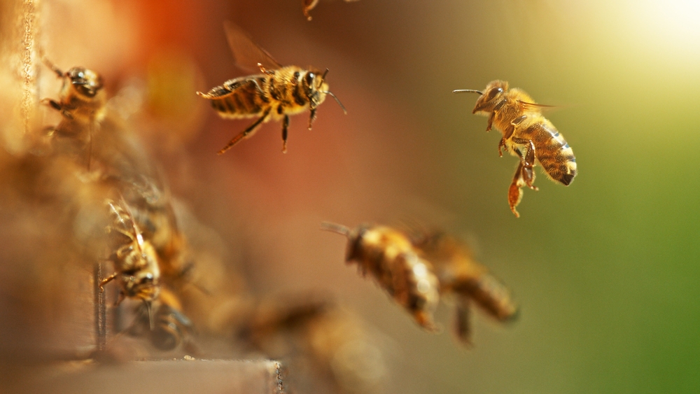 Flying honey bees into beehive. Gathering pollen on meadow. Macro shot, low depth of focus.