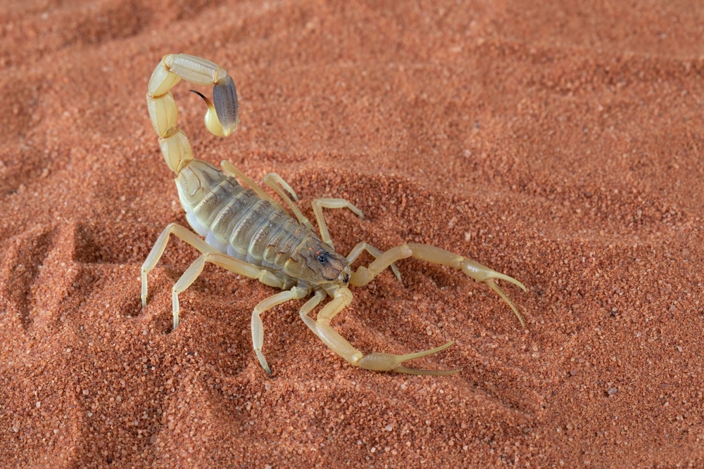 The Deathstalker Scorpion (Leiurus quinquestriatus) is a species of scorpion, a member of the family Buthidae. It is also known as the Palestine Yellow Scorpion.