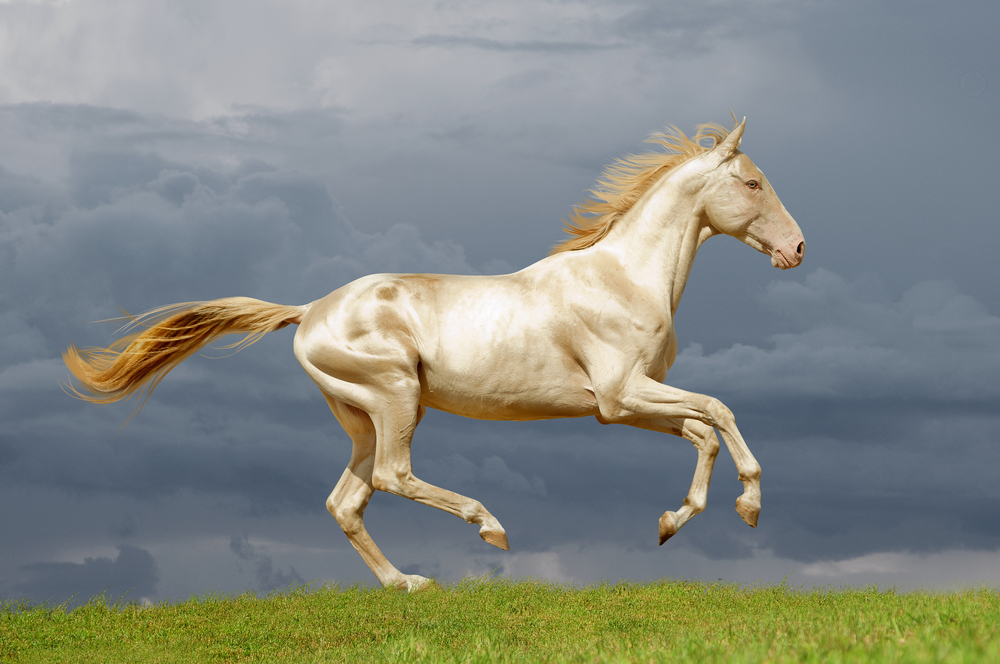 The 10 Most Beautiful Horse Breeds in the World - Featured image