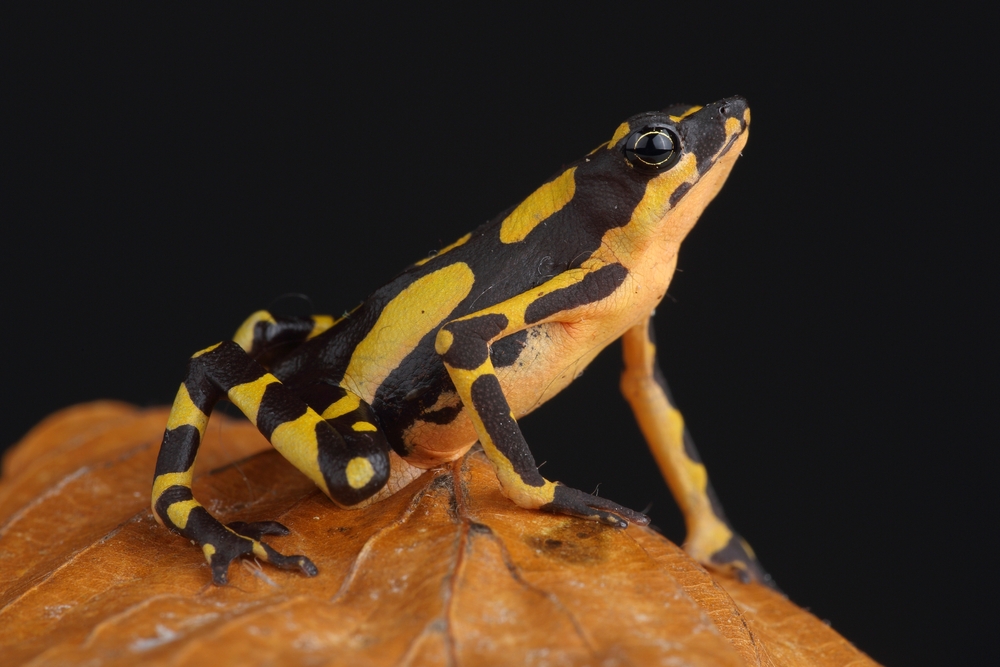 A portrait of a Harlequin Toad on a leaf
