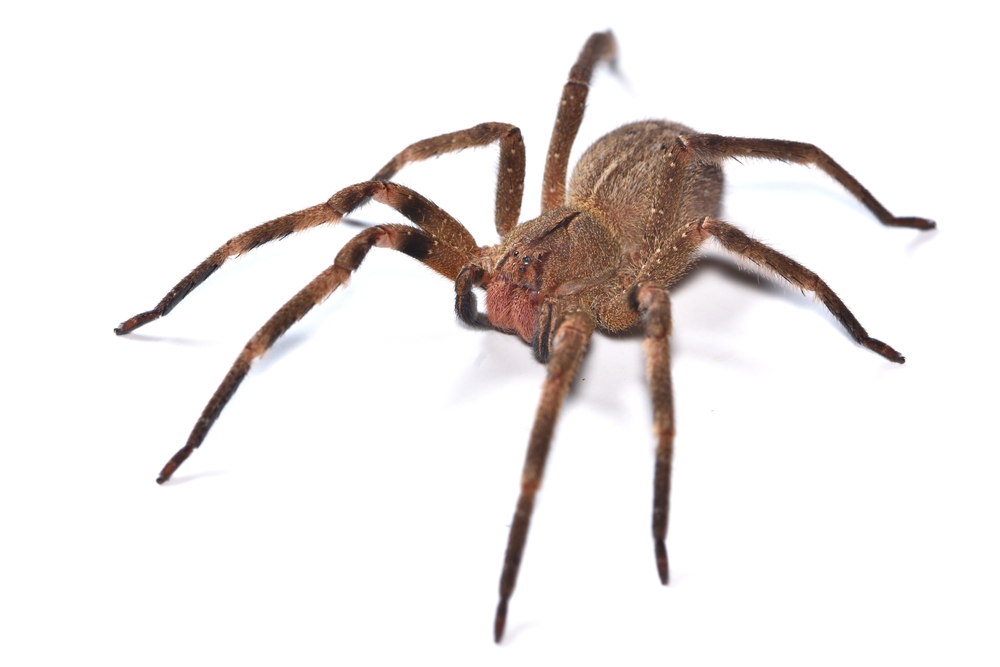 Closeup of the infamous Brazilian wandering or banana spider Phoneutria nigriventer (Araneae: Ctenidae), a medically important spider photographed on white background.