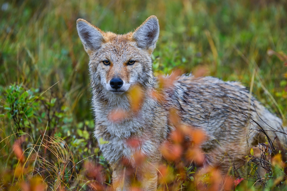 The coyote (Canis latrans), animal hiding in thickets of green plants, Theodore Roosevelt National Park, North Dakota