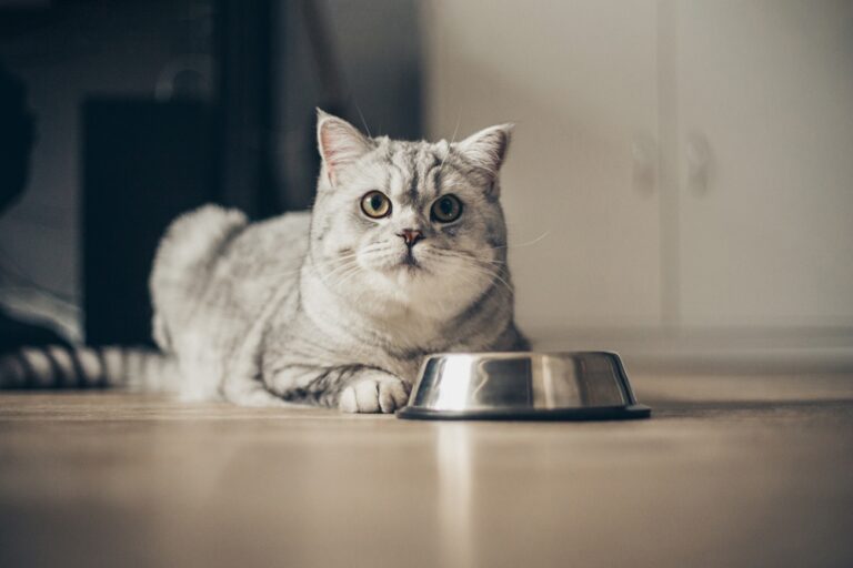 10 Foods Your Cat Should Never Be Allowed to Eat - Featured image