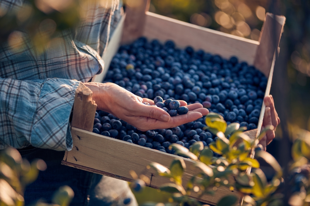 Woman holding fresh blueberries on a farm
