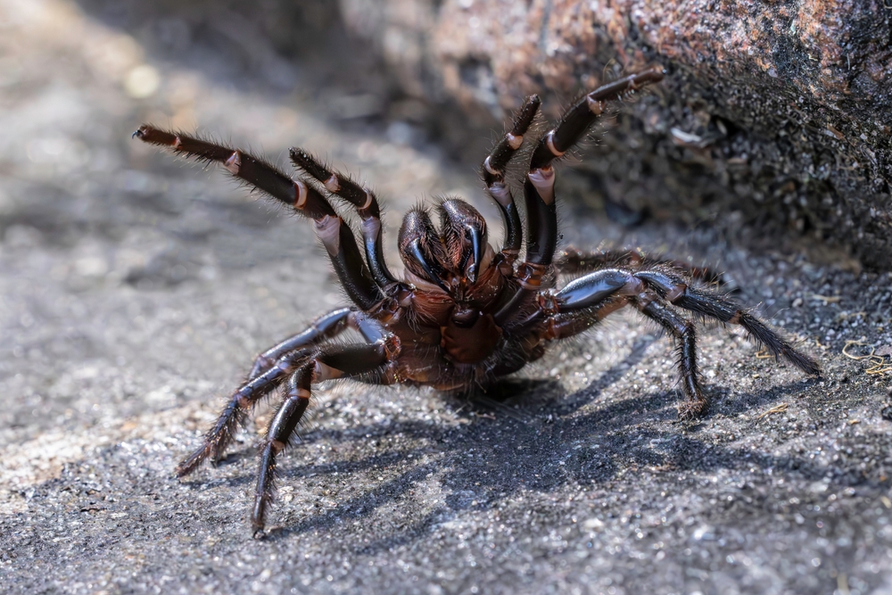 Sydney Funnel Web Spider in defensive pose