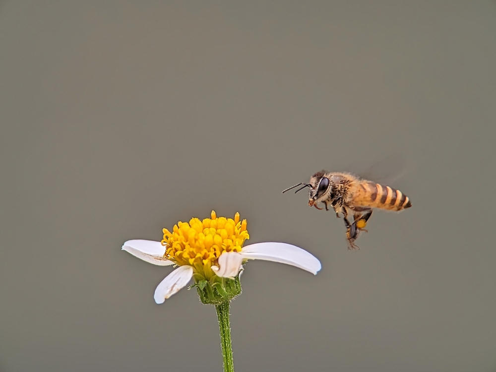 Africanized honey bees (AHBs), also known as killer bees, are a hybrid bee species resulting from crossbreeding between Africanized bees