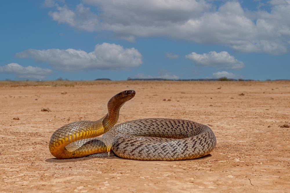 Highly venomous Australian Inland Taipan in natural Western Queensland outback habitat