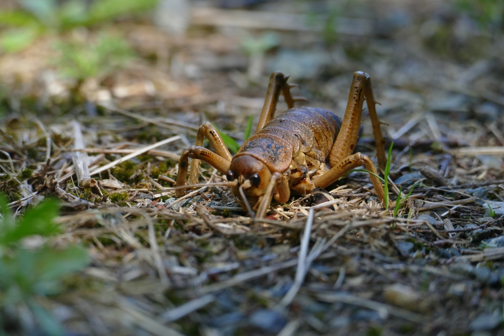Cook Strait giant wētā Deinacrida rugosa (the heaviest insect in the world) close up portrait on ground of Matiu - Somes pest-free island off the coast of Wellington - New Zealand