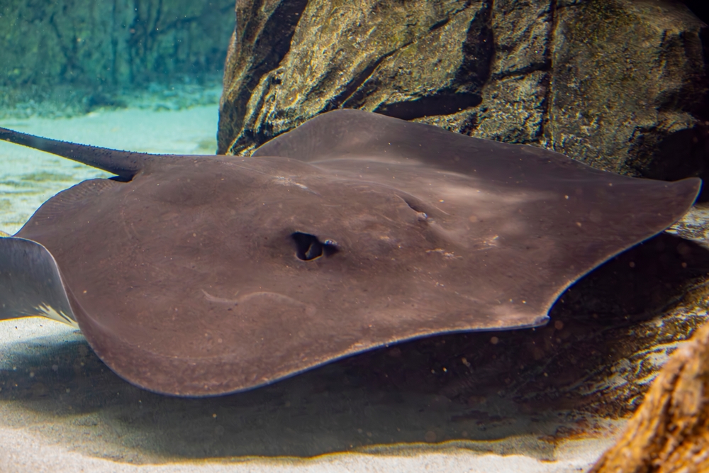 The giant freshwater stingray (Urogymnus polylepis)  is a species of stingray in the family Dasyatidae. It is found in large rivers and estuaries in Southeast Asia and Borneo,