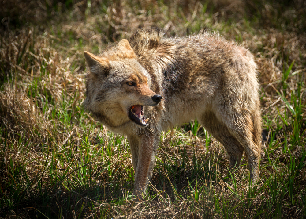 A vicious and angry looking North American coyote ( Canis latrans ) close-up.