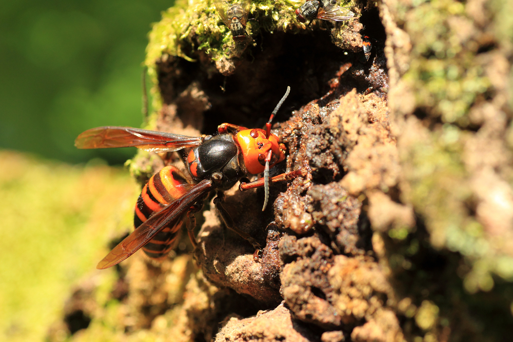 Japanese giant hornet (Vespa mandarinia) in Japan