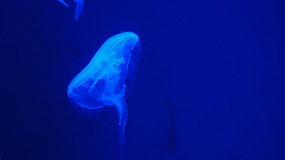 Nightlights glowing beautiful moon jellyfish with blue light