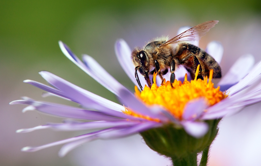 detail of honeybee in Latin Apis Mellifera, european or western honey bee sitting on the violet or blue flower