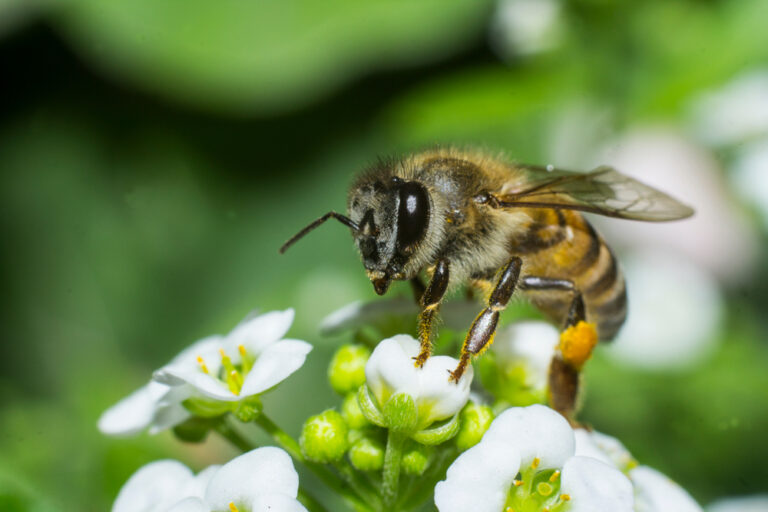 20 Reasons Bees Are More Important Than You Realize - Featured image