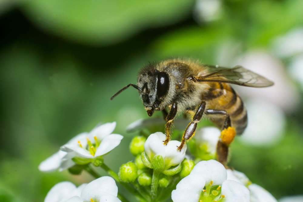 20 Reasons Bees Are More Important Than You Realize