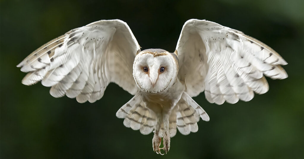The Spiritual Significance of an Owl Circling Your Home - Featured image