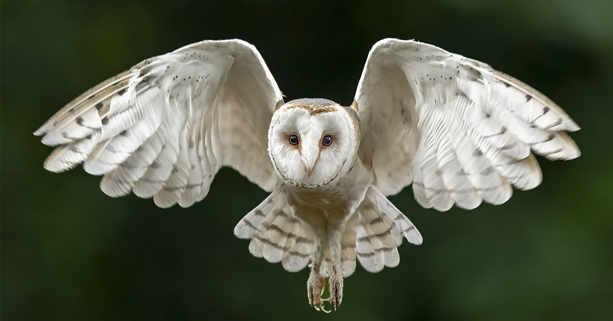 The Spiritual Significance of an Owl Circling Your Home
