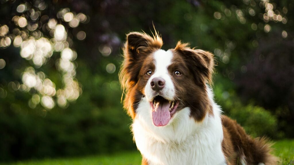 close-up photography of adult brown and white border collie
