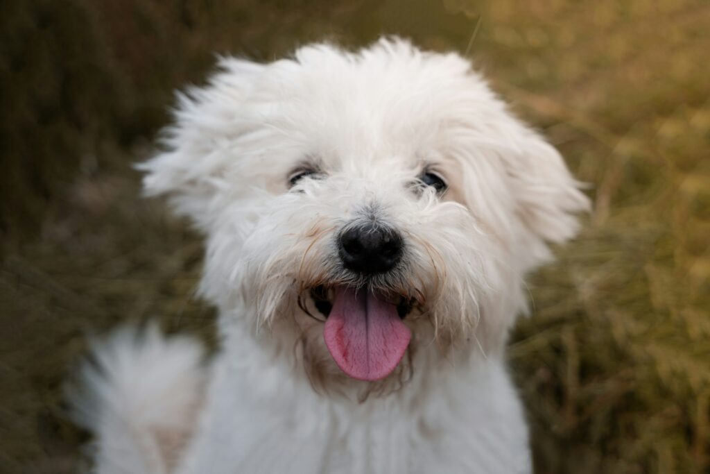 a close up of a dog with its tongue out
