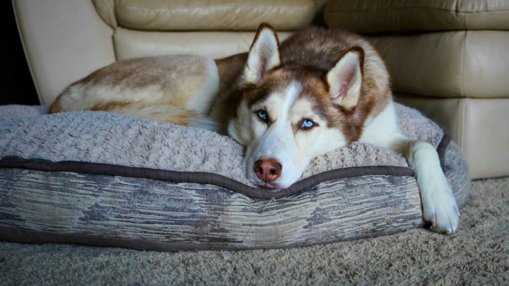 white and brown siberian husky lying on gray wooden floor
