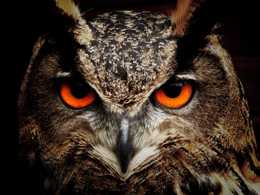 Brown and Black Owl Staring
