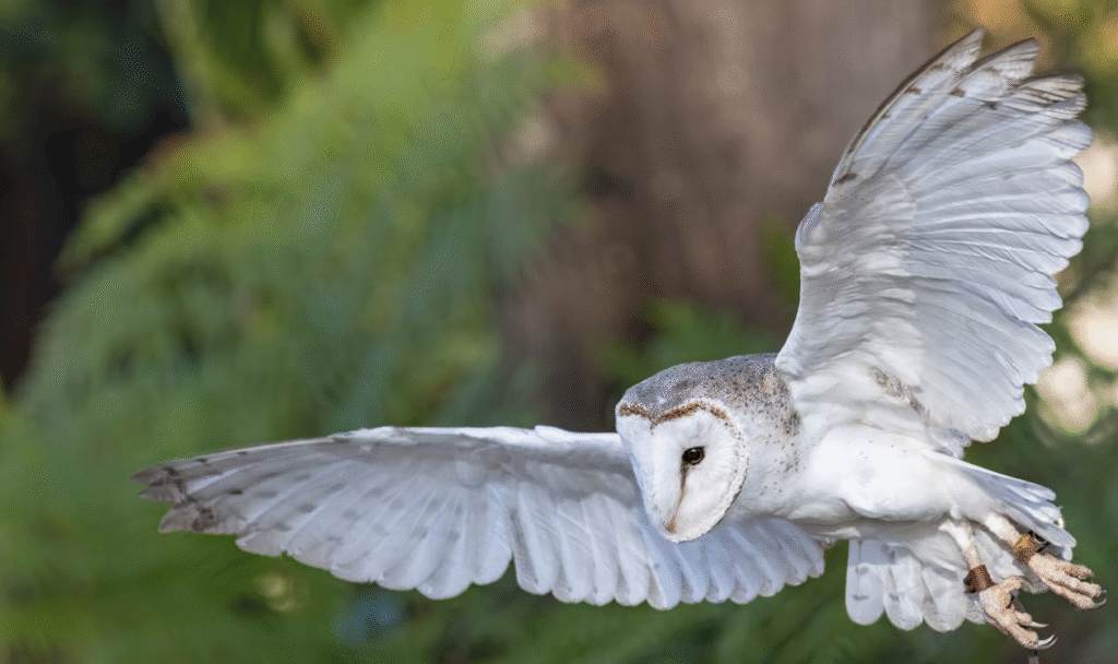 Majestic Barn Owl in Flight Captured Outdoors