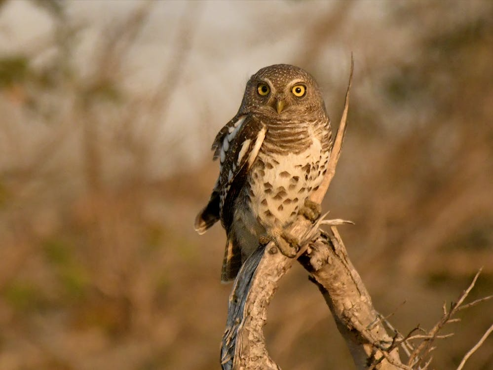 owl with big eyes perched on branch with brown background