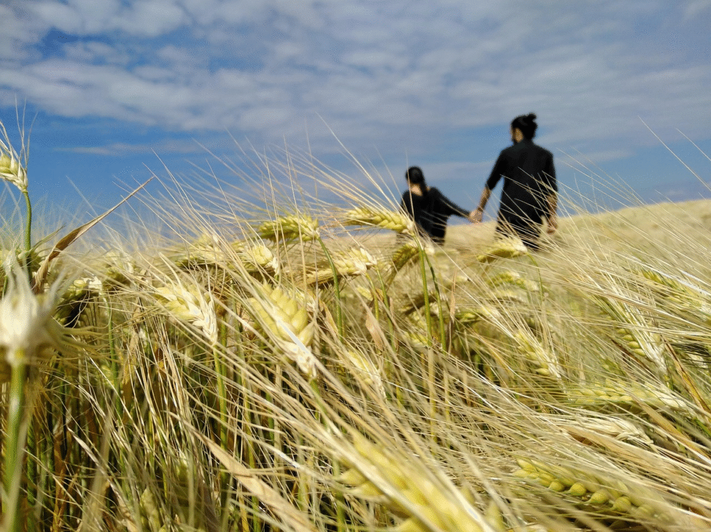 Two people walking through a field of wheat