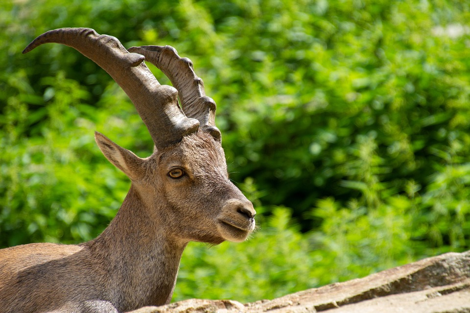 A photo of an Ibex