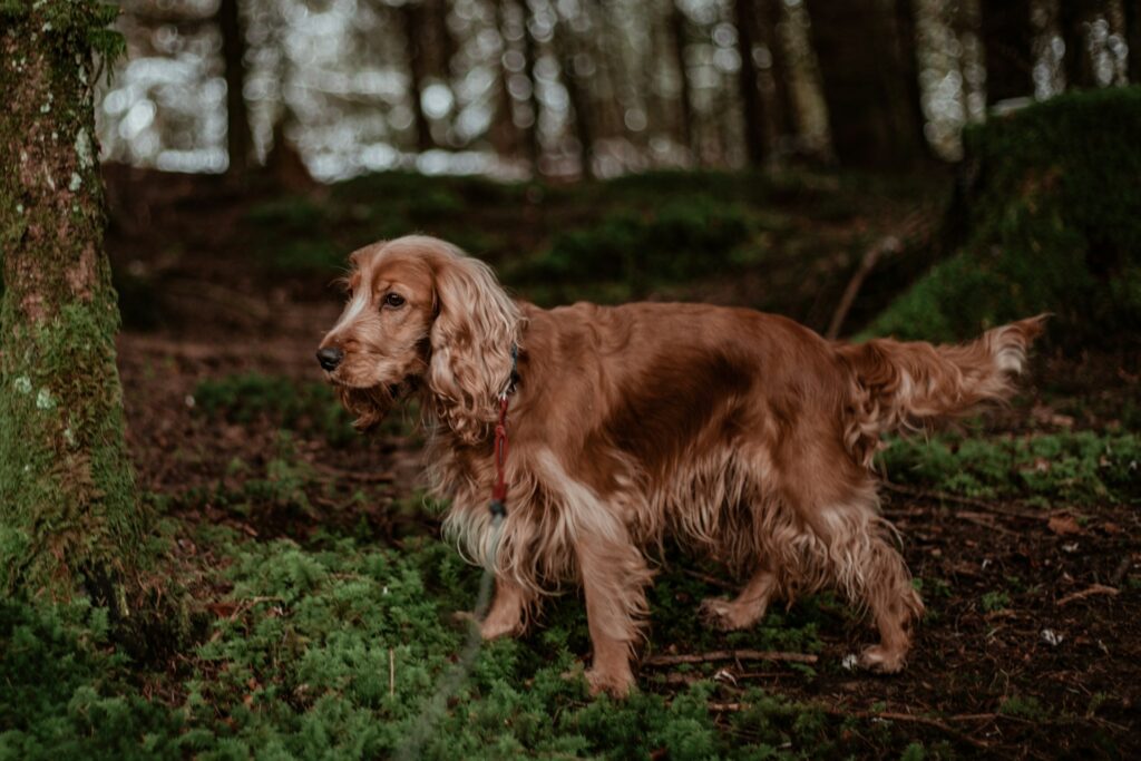 a brown dog standing next to a tree in a forest

