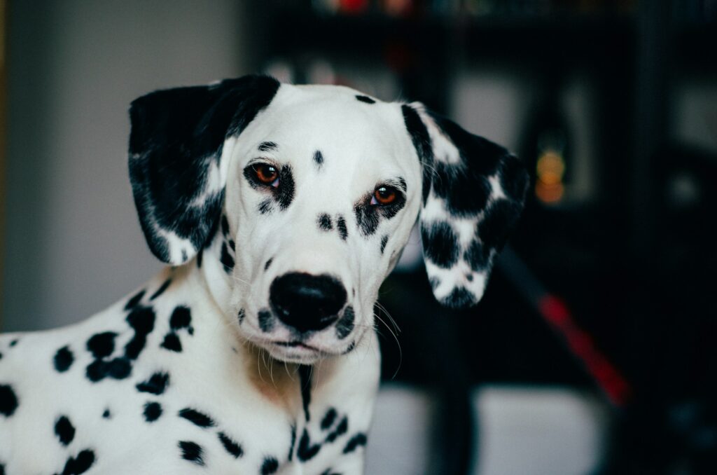 black and white dalmatian dog
