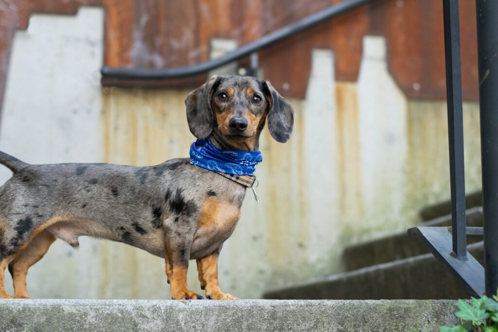 black white and brown short coated dog on white concrete floor
