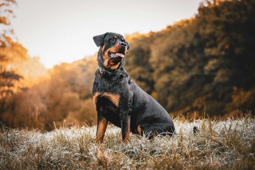 a dog standing in a field
