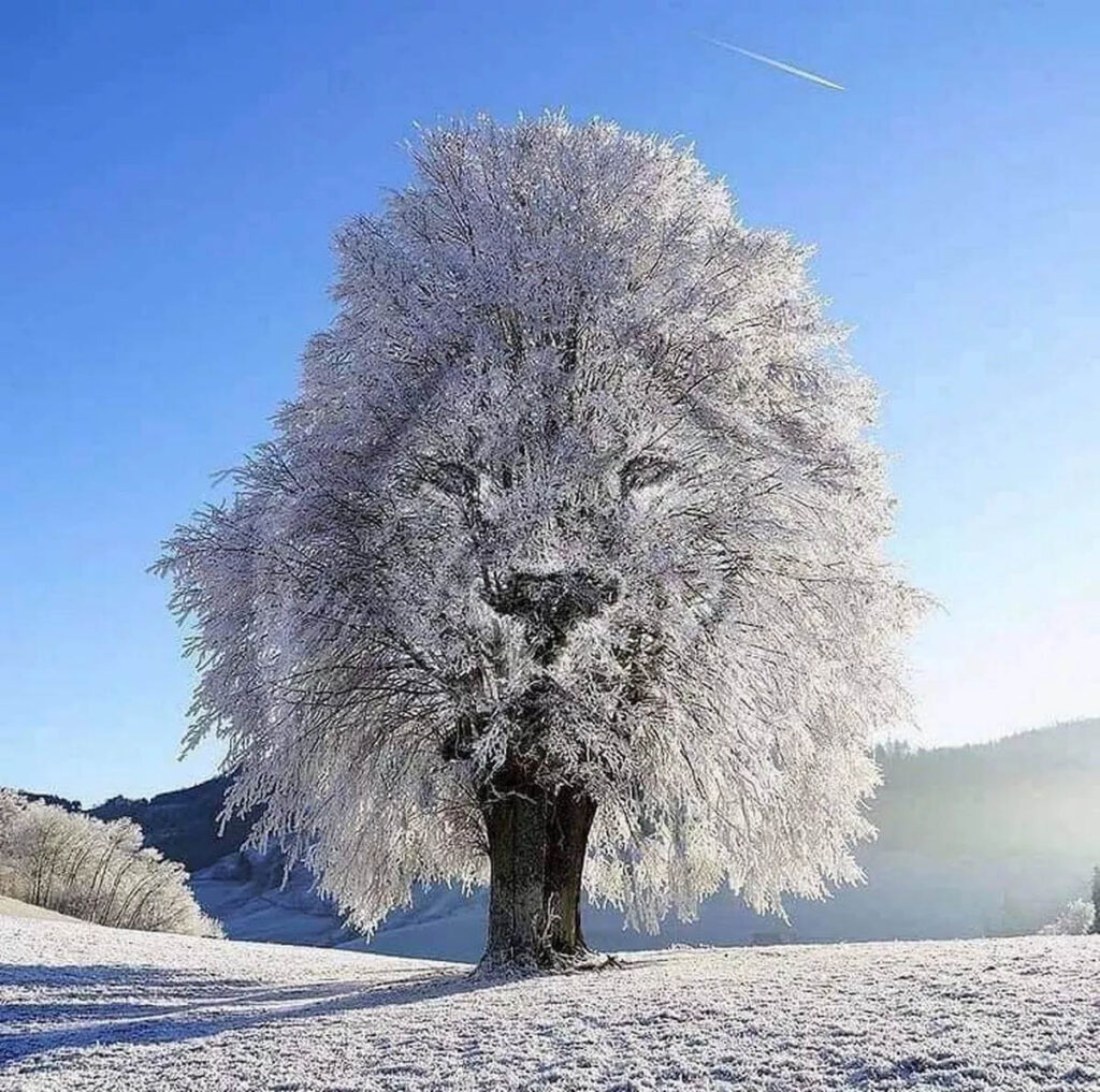 optical illusion image of tree with white tips from frost 