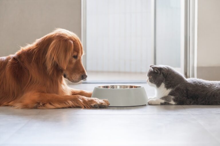 15 Brands You Should Avoid Feeding Your Dog or Cat - Featured image