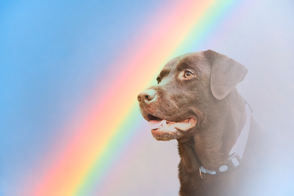 Dog and rainbow Rainbow bridge concept Close-up portrait of Labrador Retriever dog on rainbow background Rainbow Bridge Remembrance Day